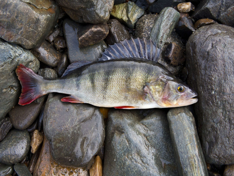 perch, bass, freshwater fish