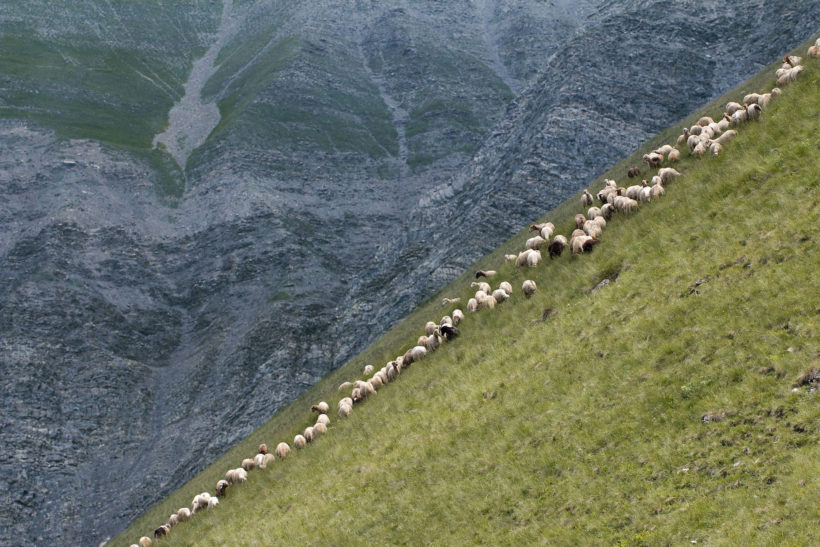 sheeps in the Caucas mountines at Azerbijan