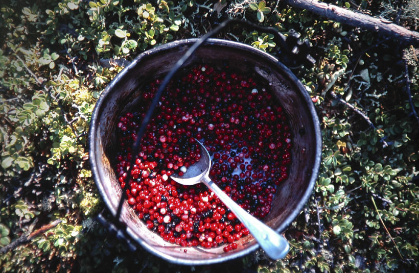 forest fruits siberia taiga Kodar Russia