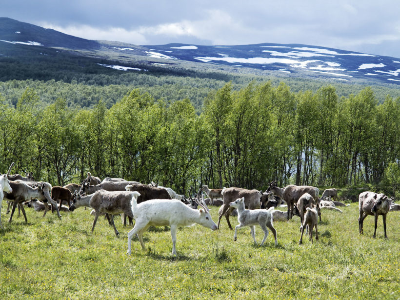 reindeers in Scandinavia
